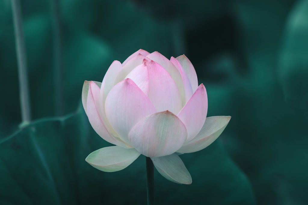 pink-lotus-flower-in-bloom-s7z3ksn-rhw